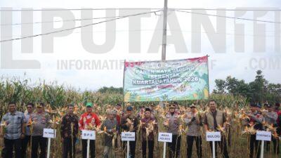 Mendukung Program Ketahanan Pangan Nasional, Polres Situbondo Jawa Timur Bersama Distan dan Ponpes Nurul Wafa Panen Jagung Serentak IMG 20260108 WA0022